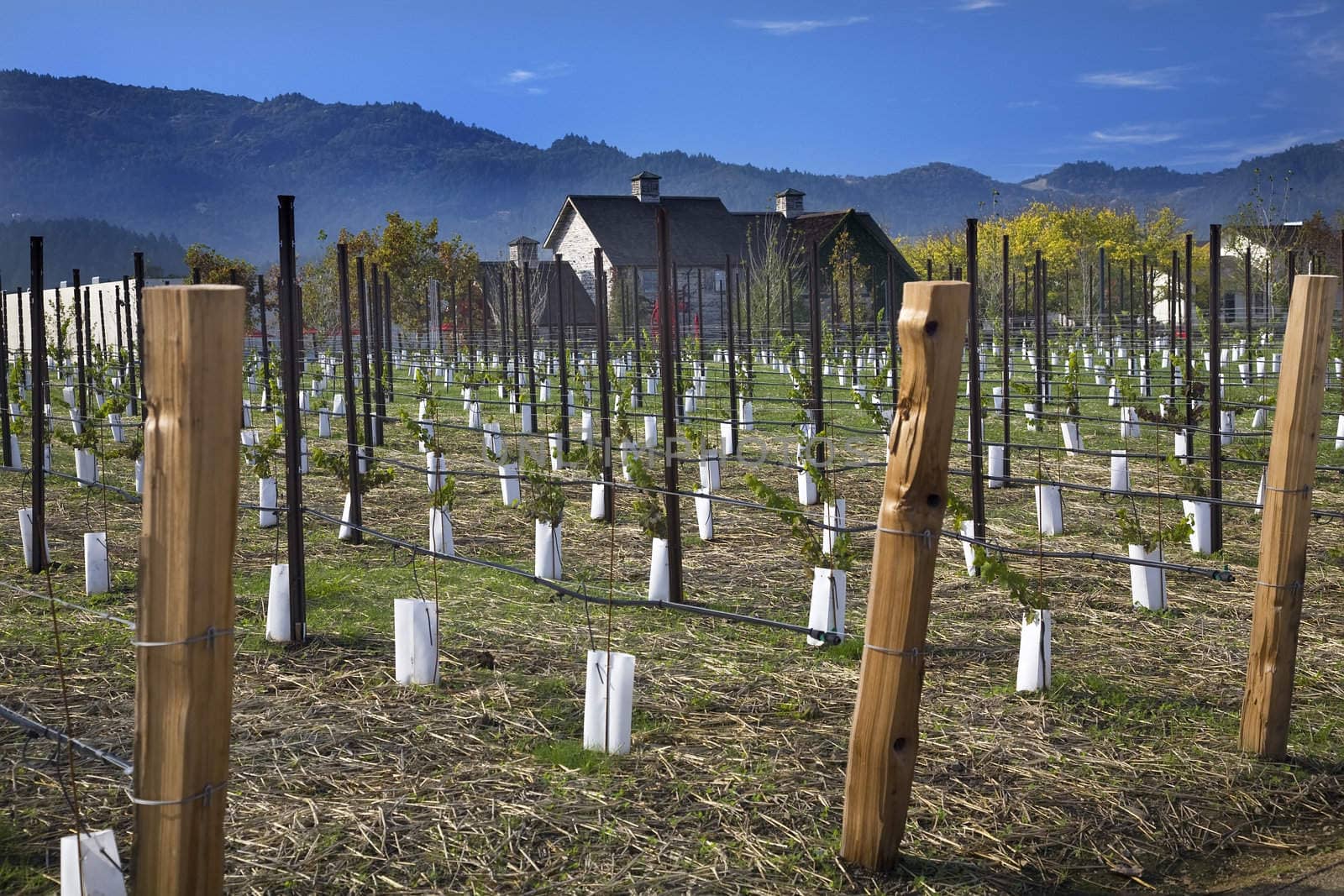 Winery New Vineyards Blue Skies Napa California