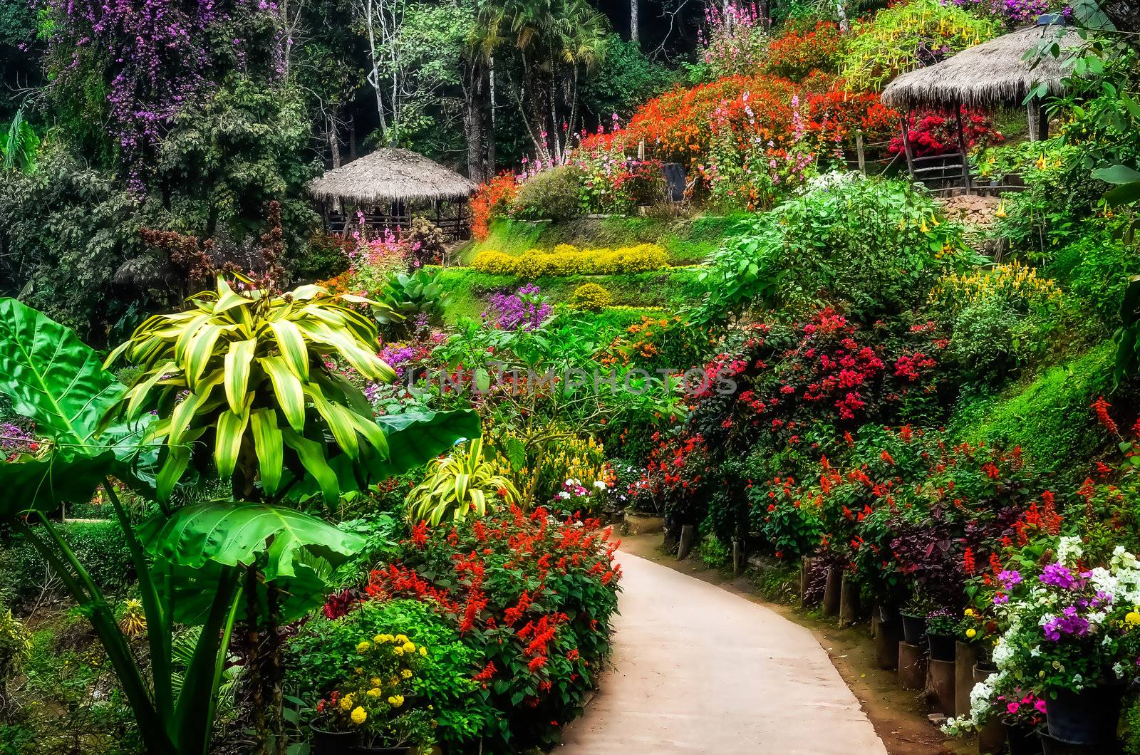 Landscaped colorful flower garden in blossom