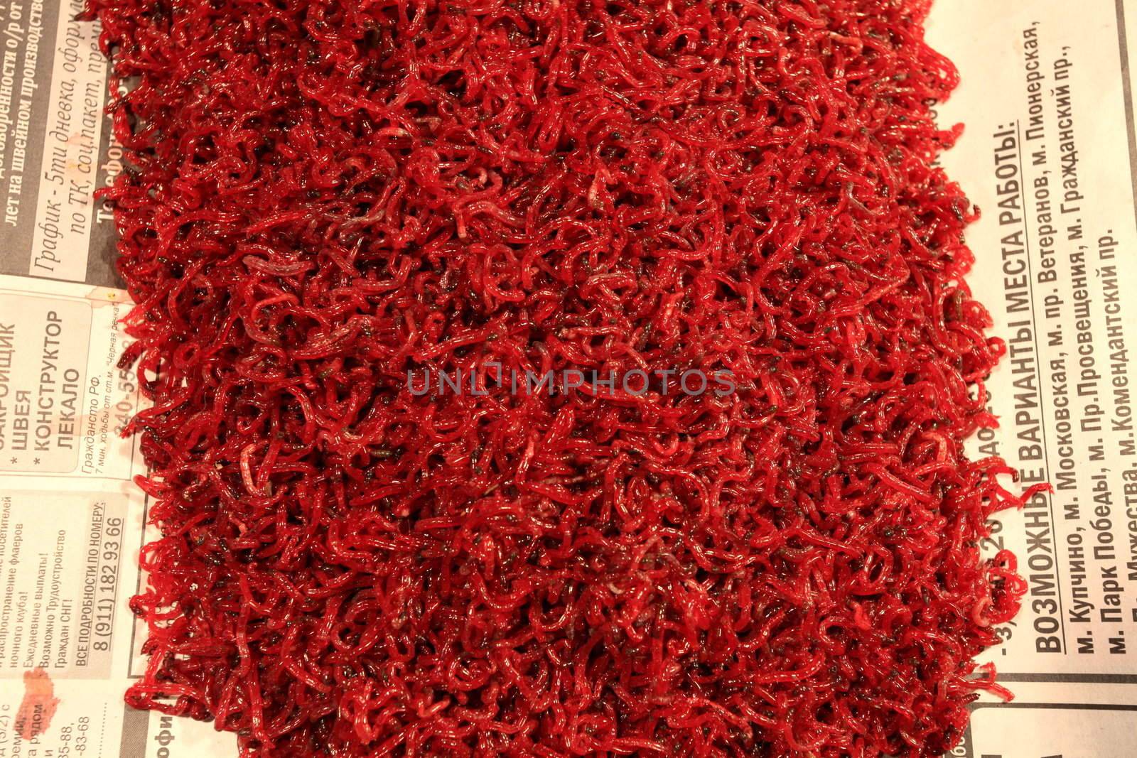 bloodworms, mosquito larvae, the bait to the fish
