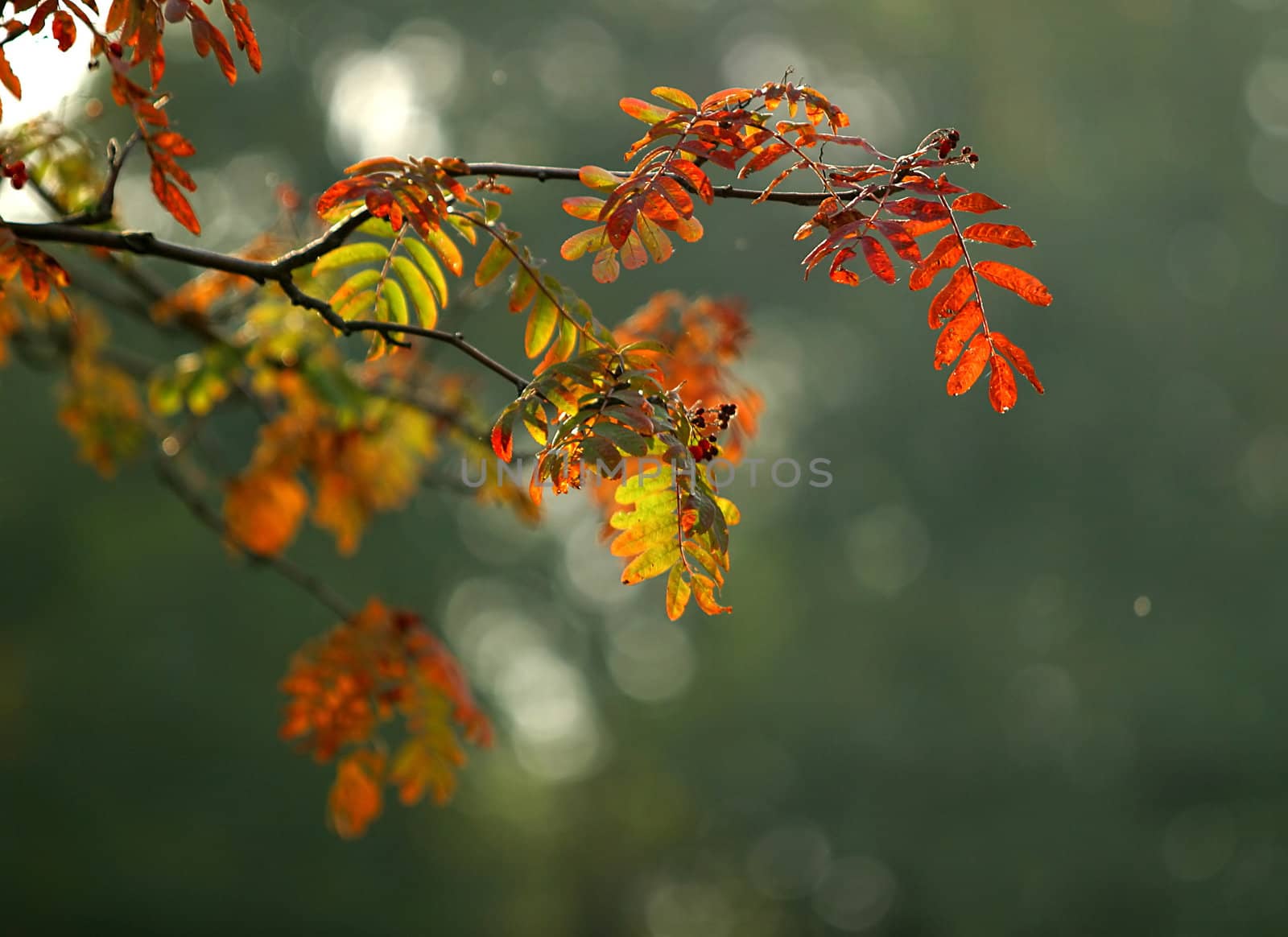 The image of a branch of a mountain ash on a dim background