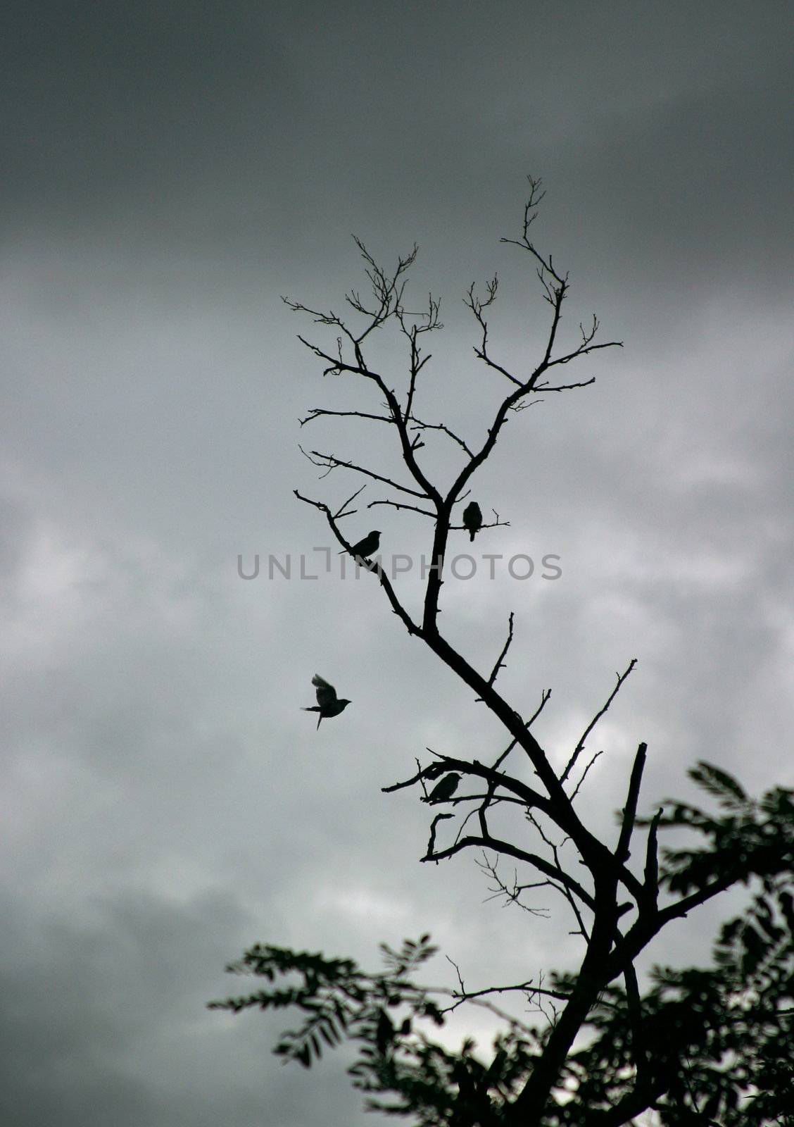Silhouettes of a bird on a tree. Illustration to magazine about nature