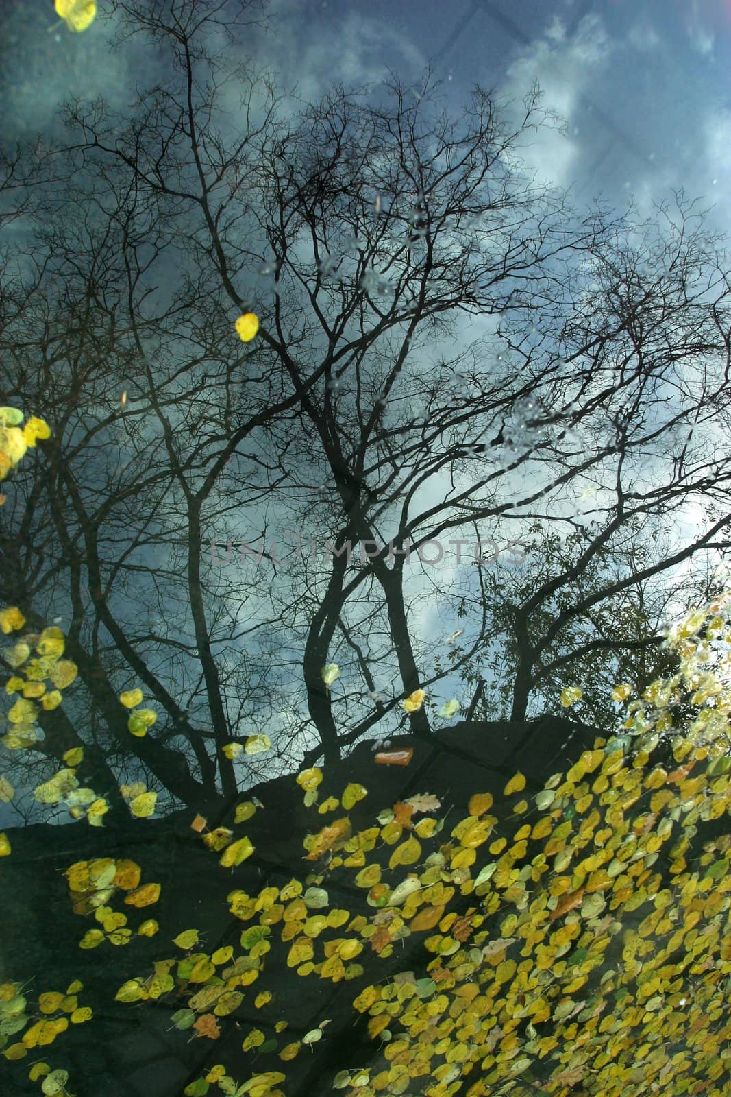 Trees and the sky are reflected in water. Illustration to magazine about nature