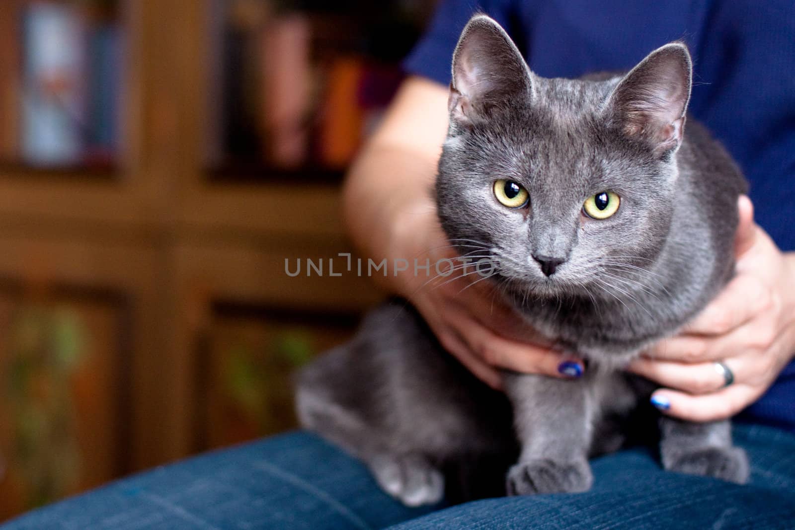 grey cat by foaloce