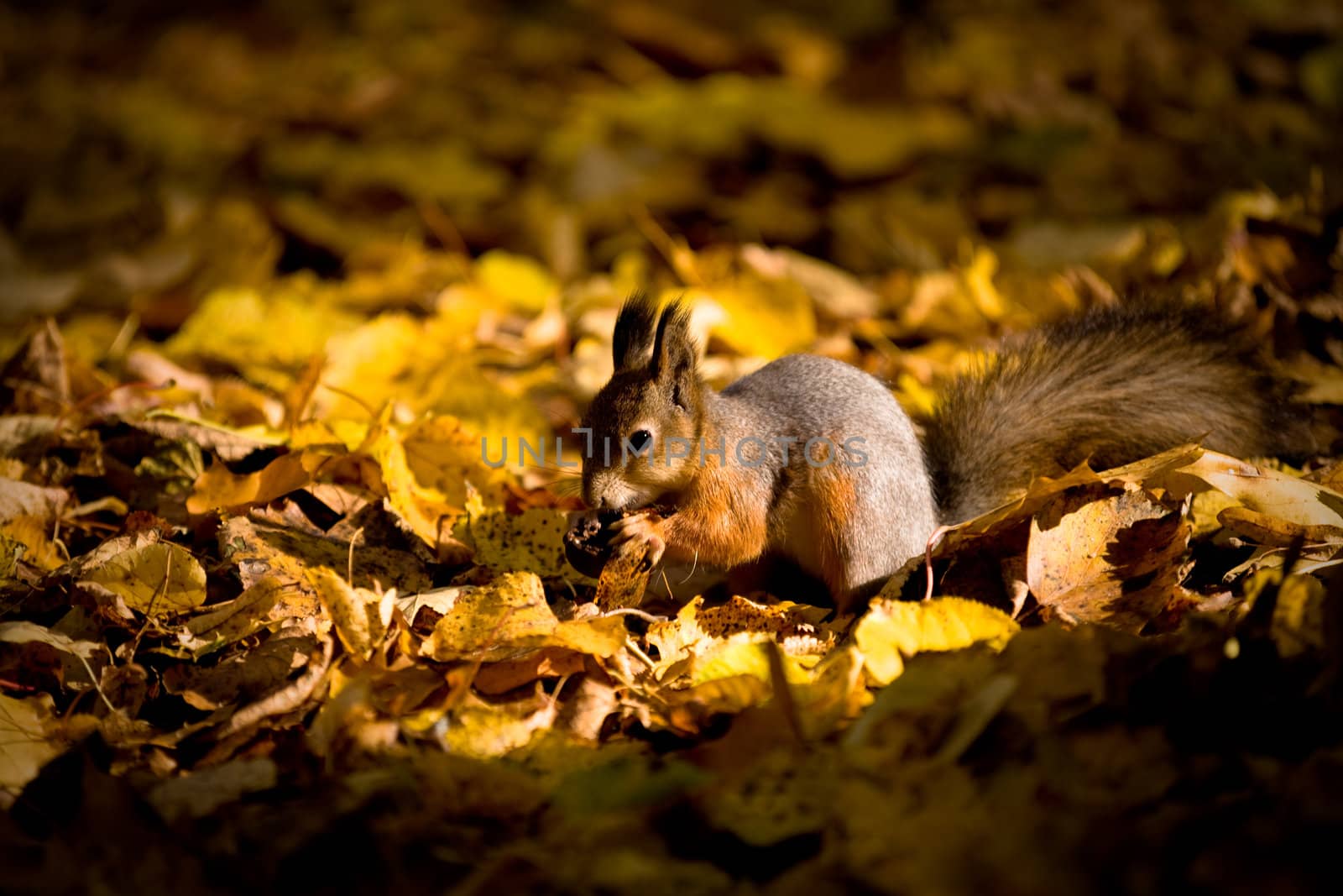 squirrel with nut in the autumn leaves

