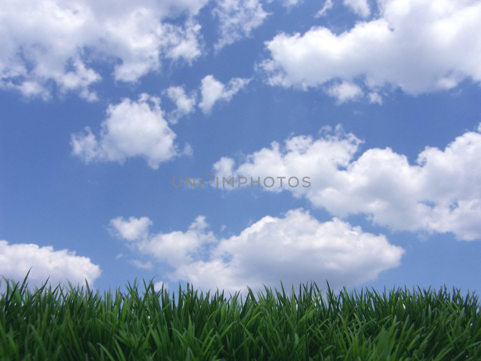 fresh green grass - summer day 