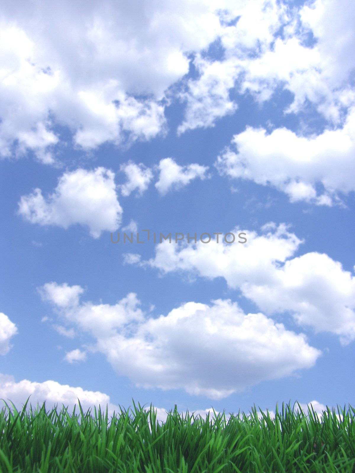 fresh green grass - summer day with blue sky