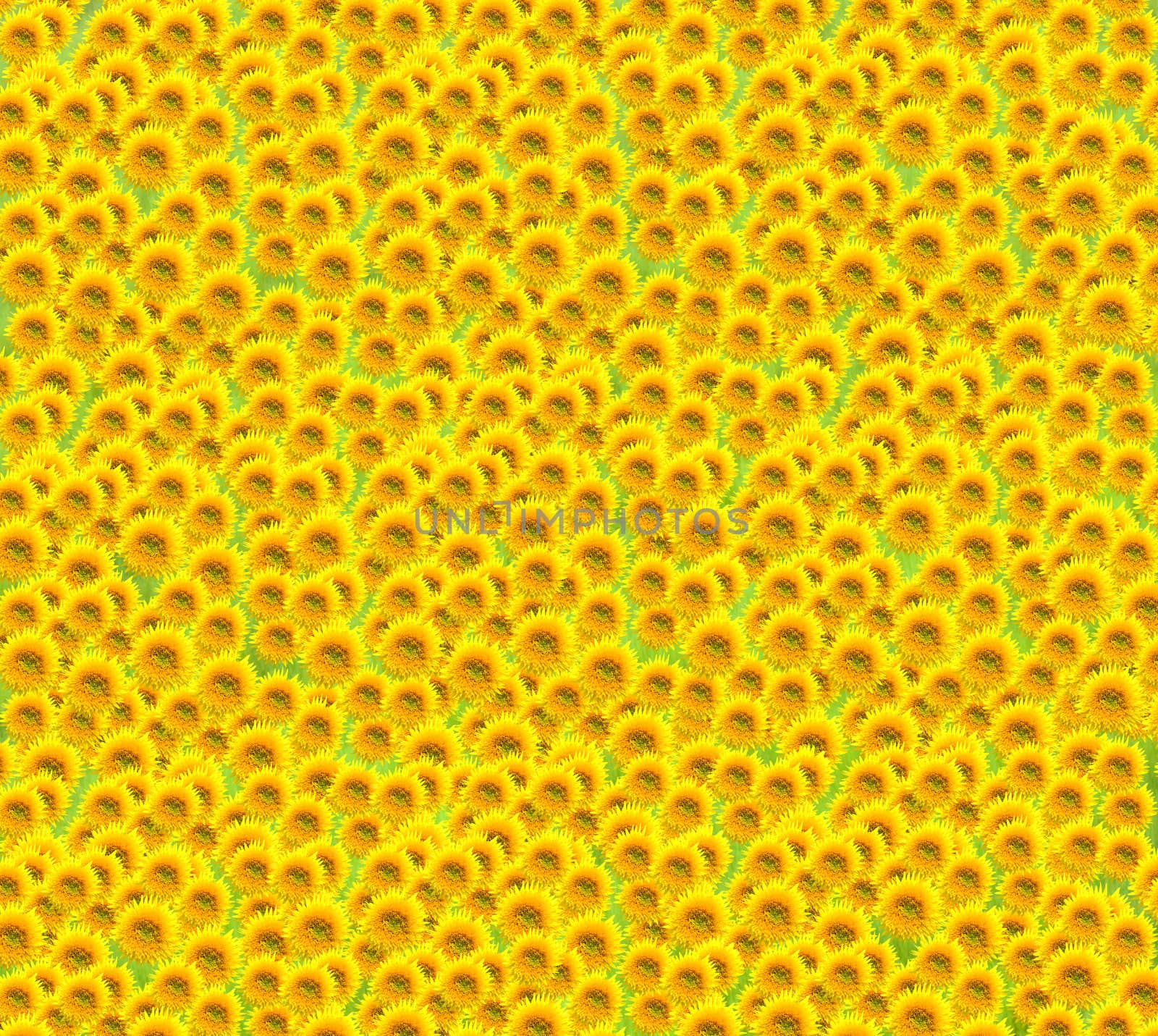 Background shot made of beautiful sunflowers.