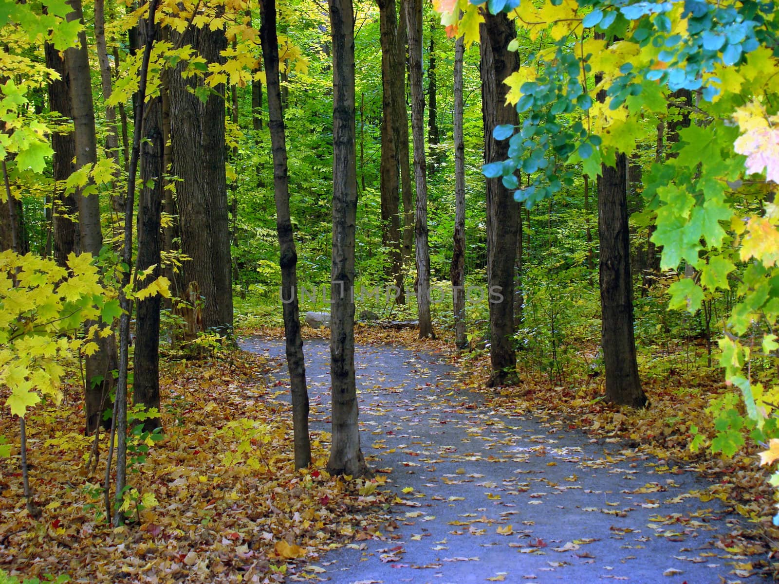 Trail in the forest. Beautiful fall season in Canada.