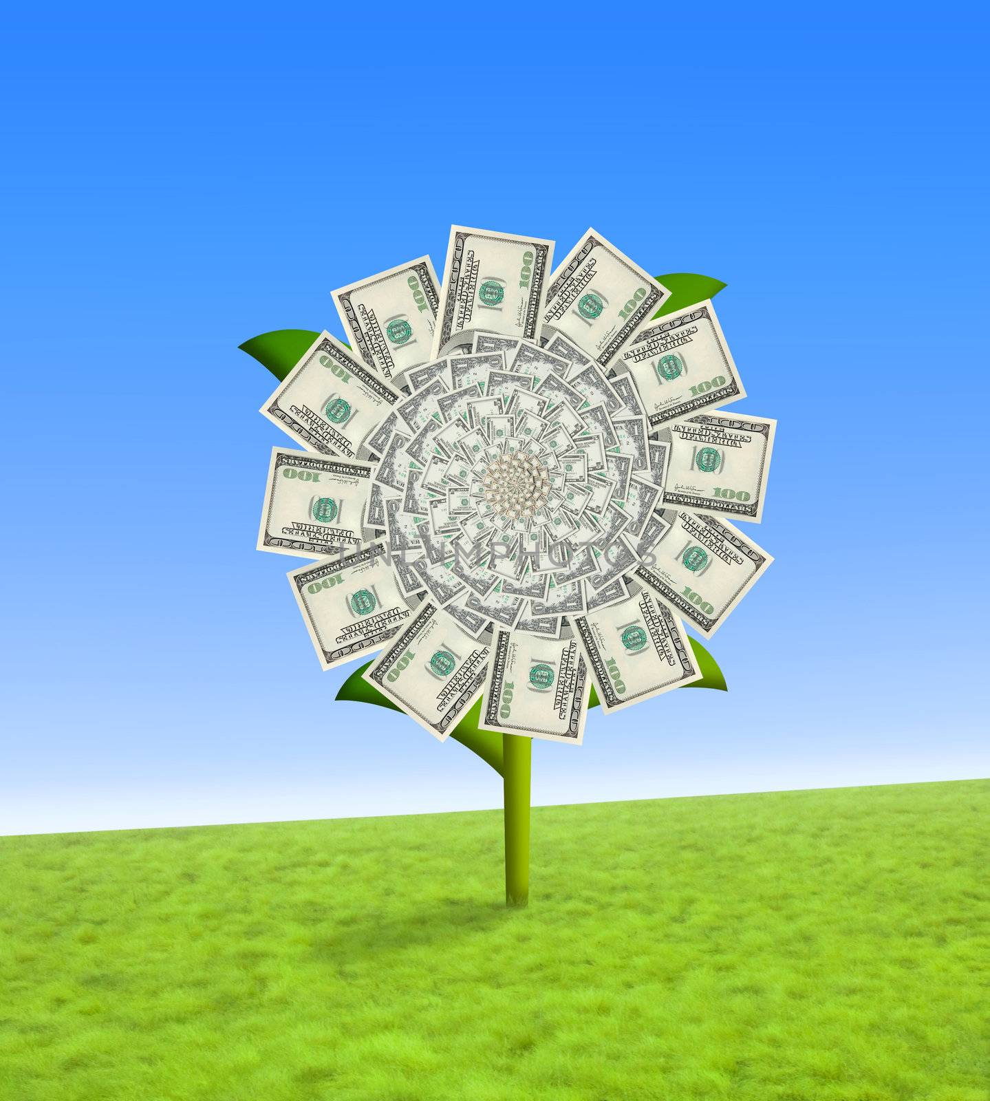 Dollar flower by domencolja