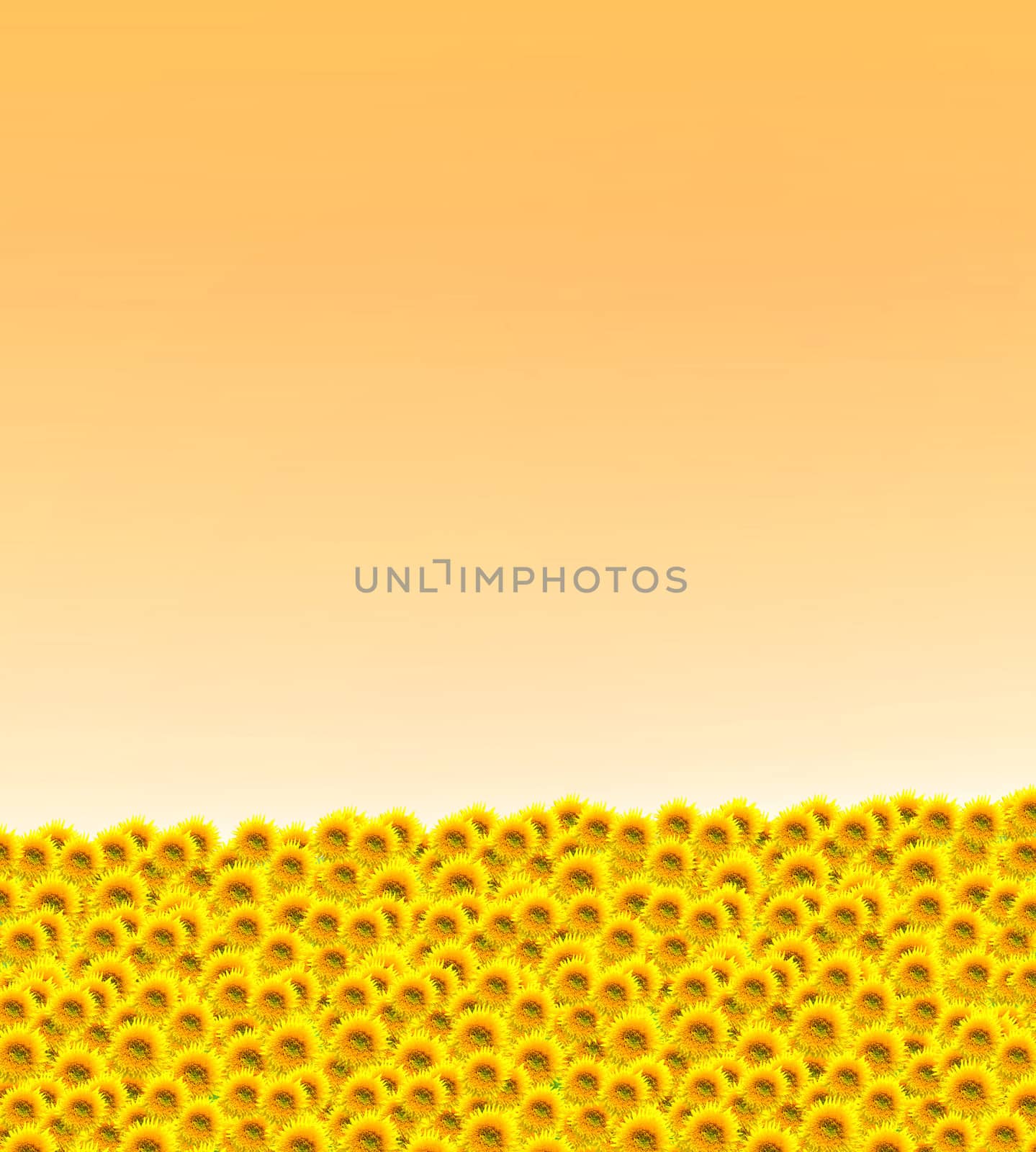 Simple beautiful horizon background with a lot of daisies and an orange background.