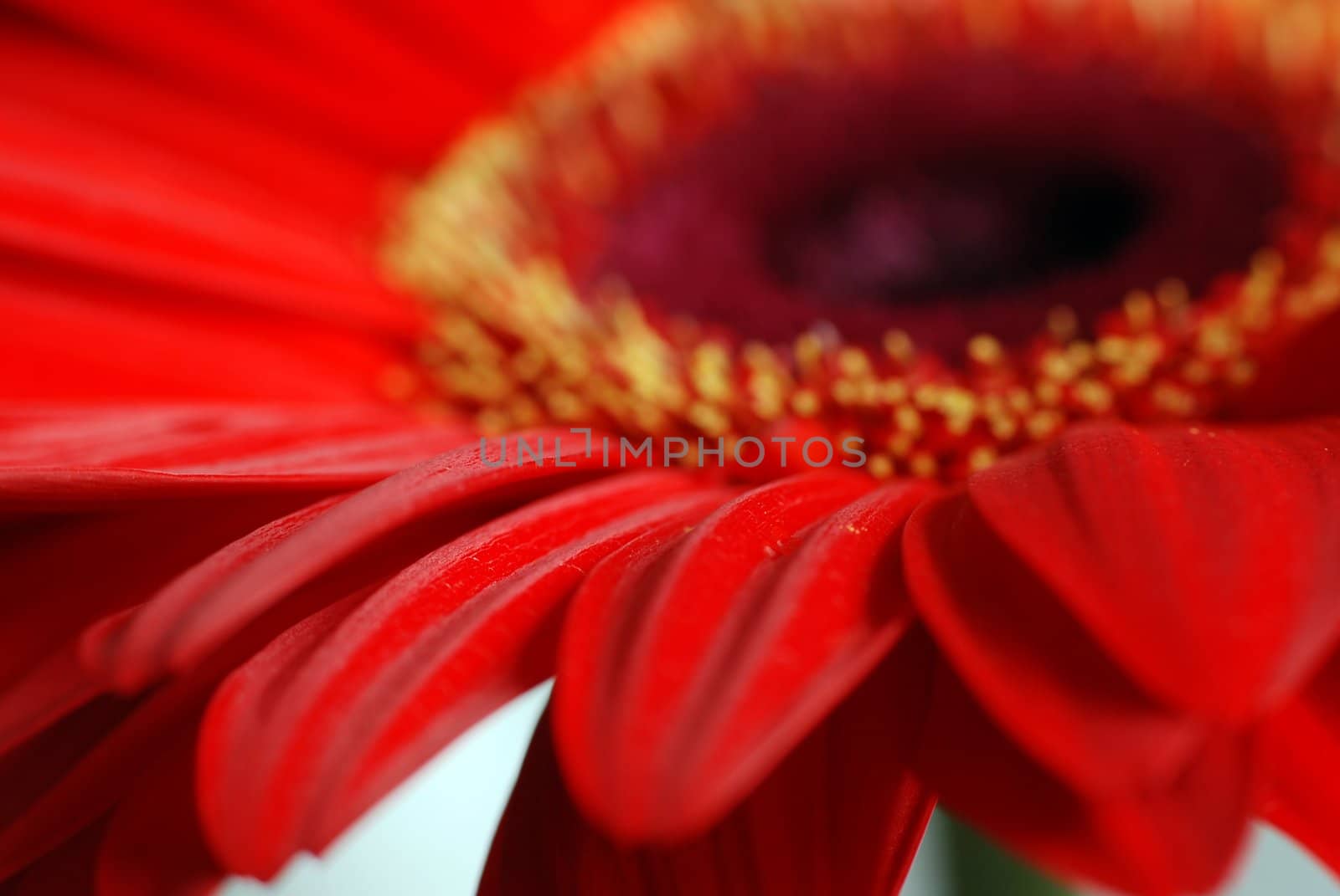 Extreme macro details of a white & violet flower petals