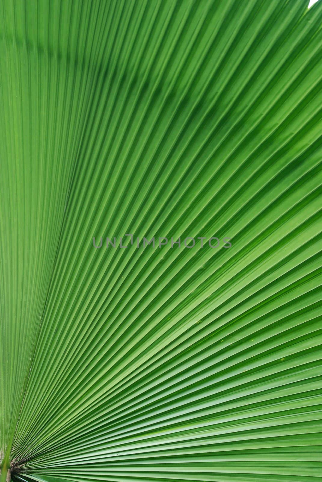 abstract view of a palm tree leaf in a garden