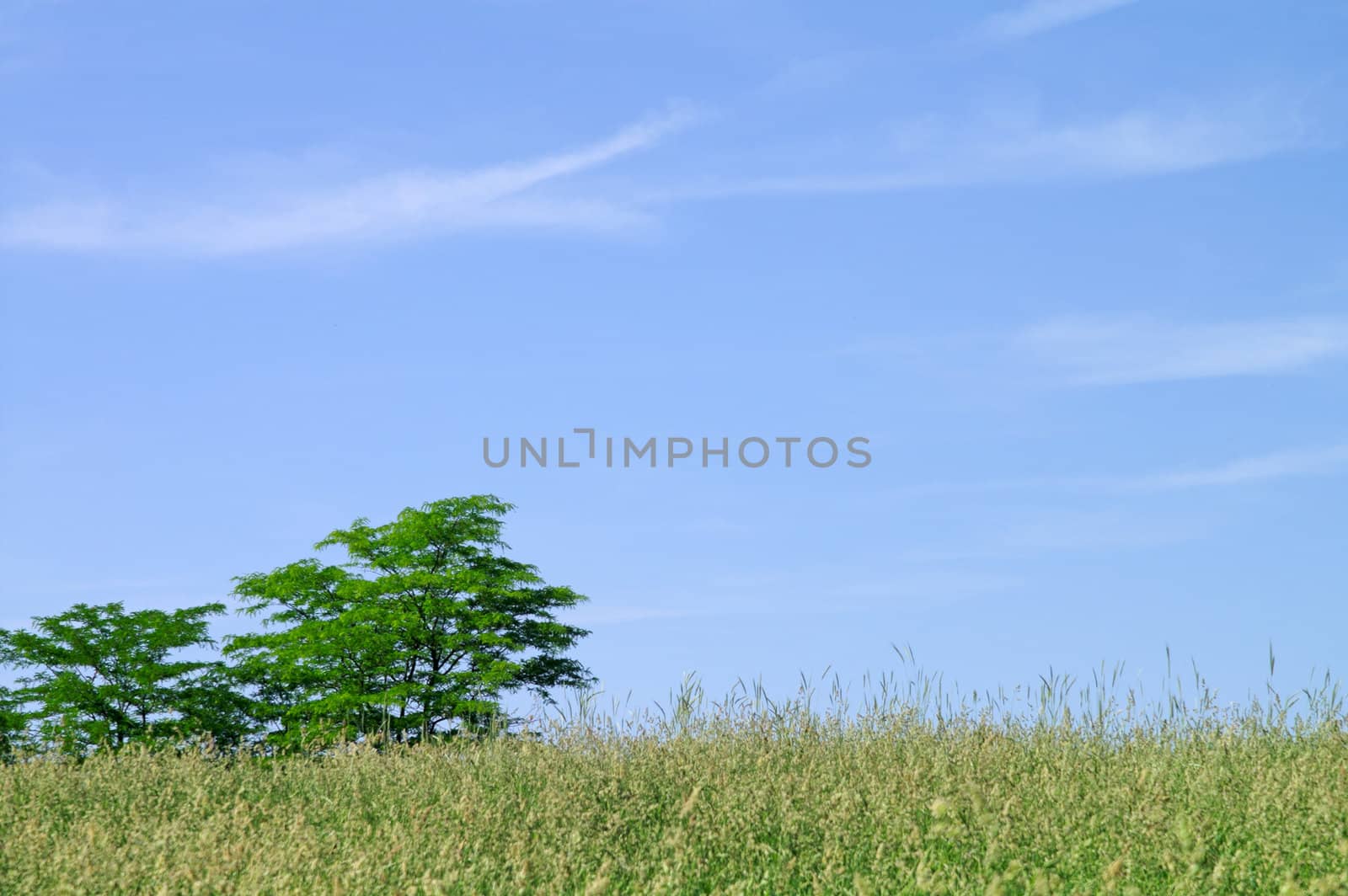 Trees and meadow by Laborer