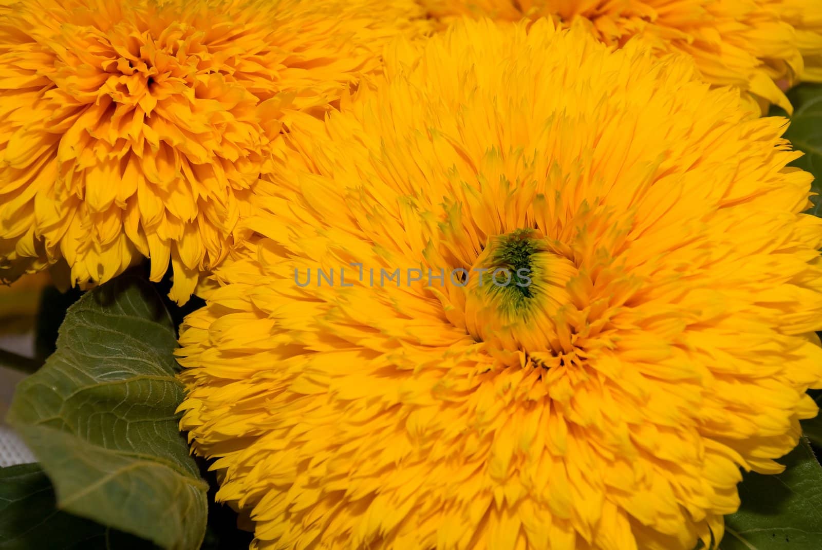 Brightly yellow dense flower. A textural inflorescence