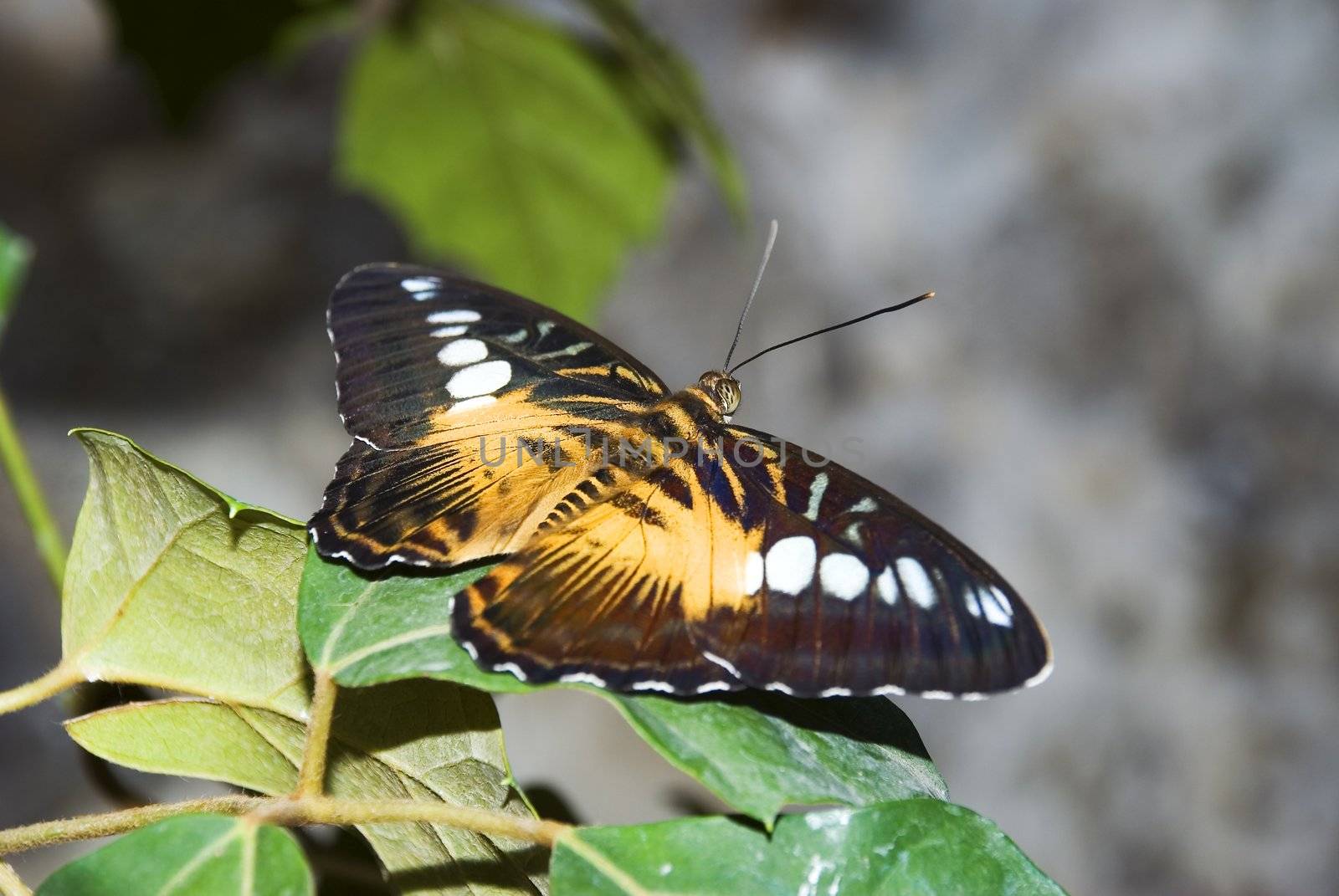 The butterfly (the tropical butterfly photographed close up with high detailed elaboration)