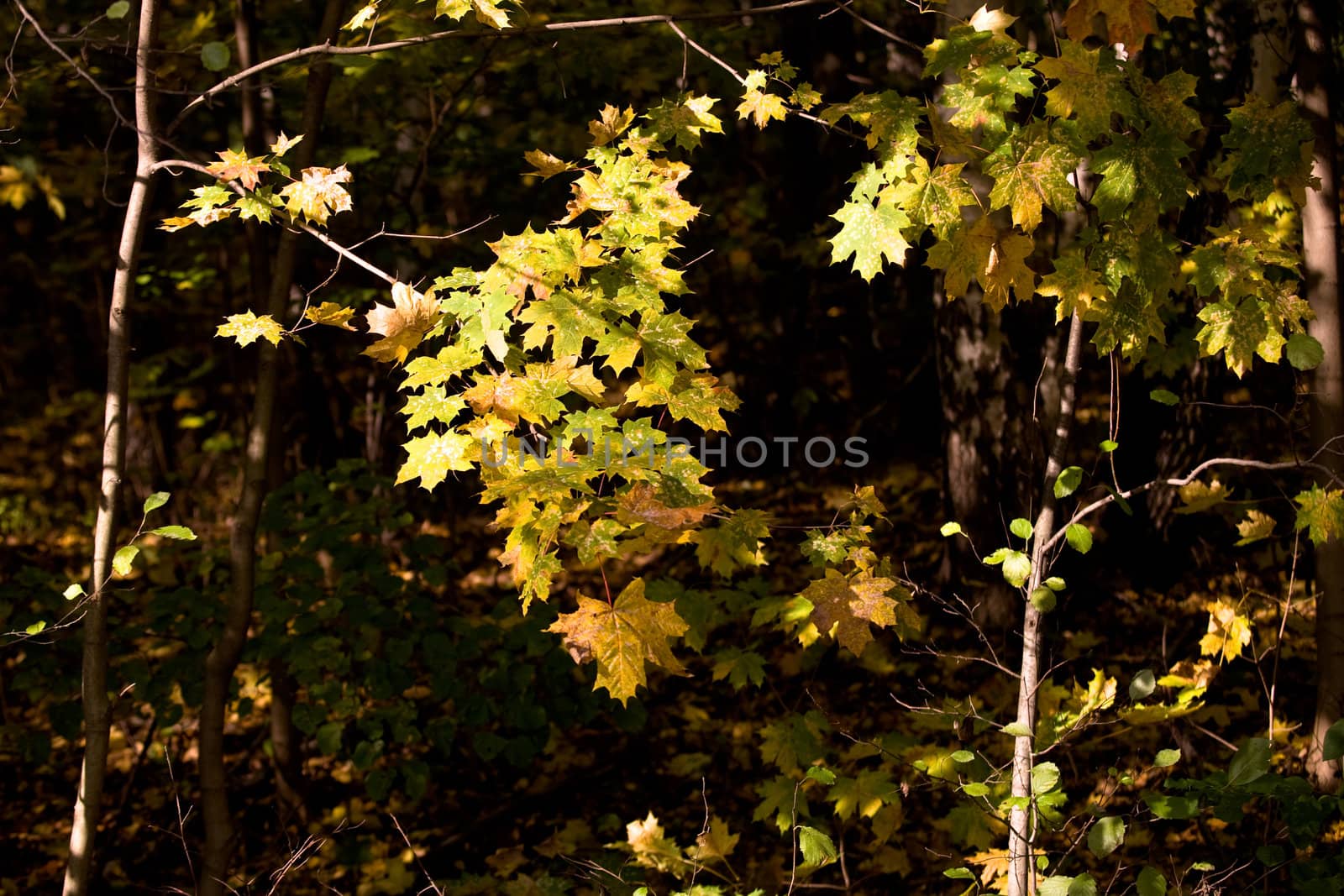 maple yellow leaves in autumn forest
