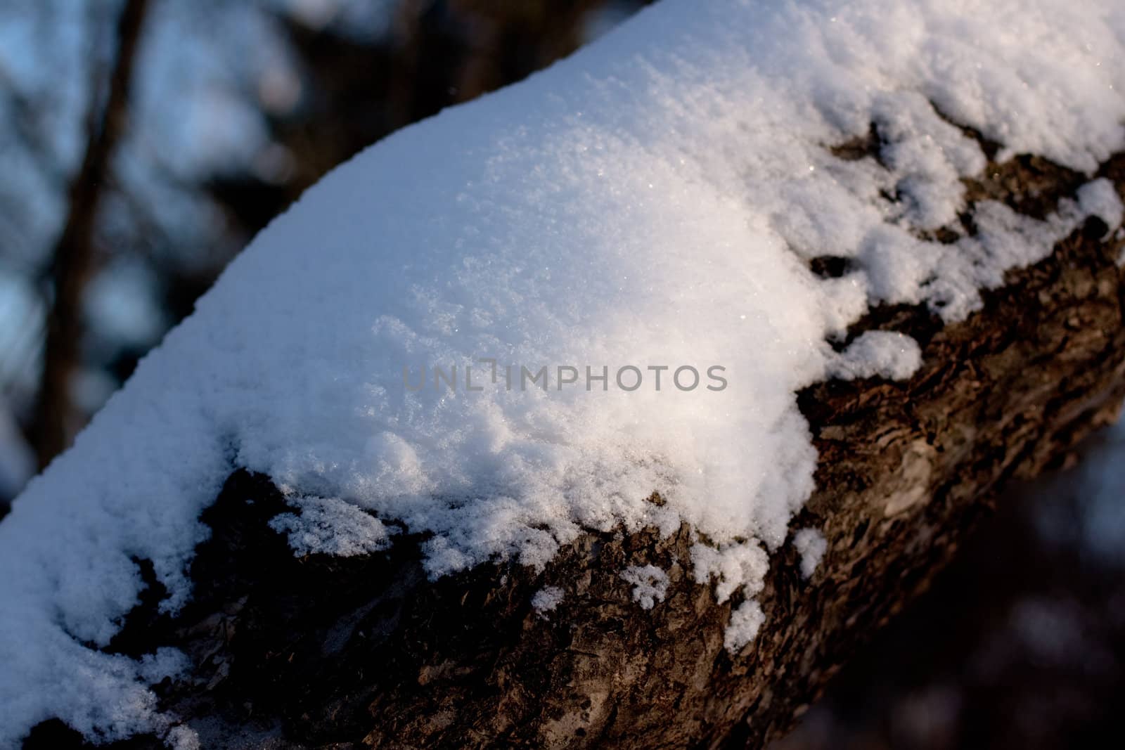 snow birch bole in winter day
