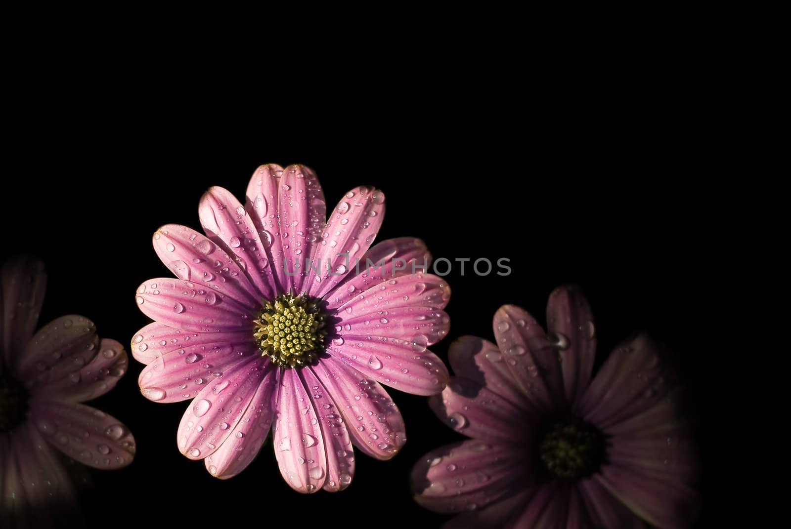 Beautiful flower with drops!