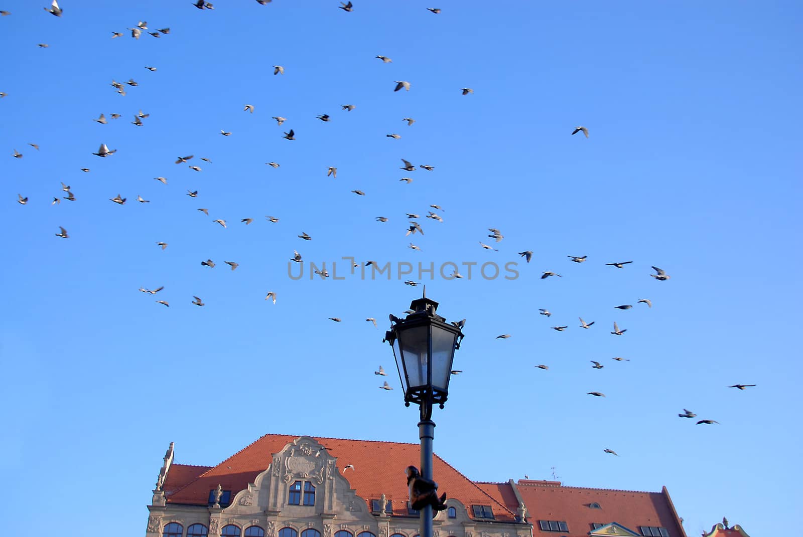 Flying pigeons on the square of Wroclaw. by wojciechkozlowski