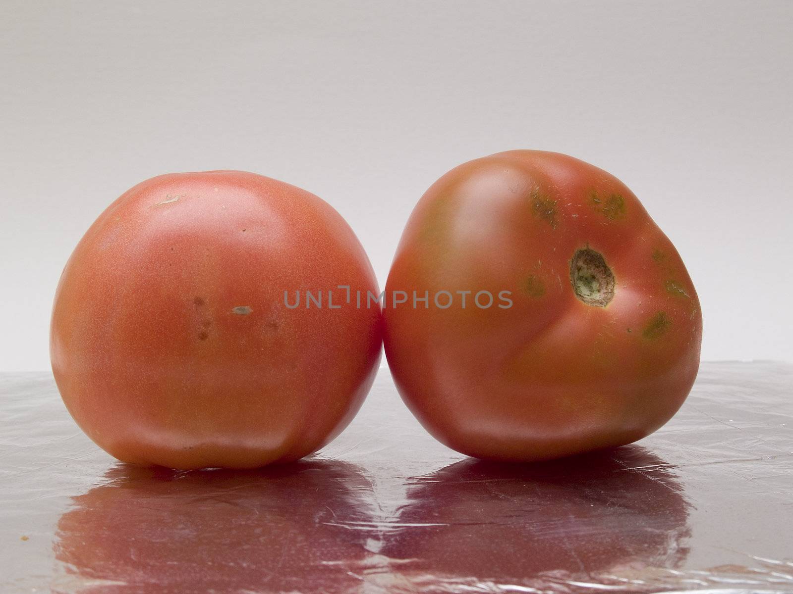 tomatos by lauria