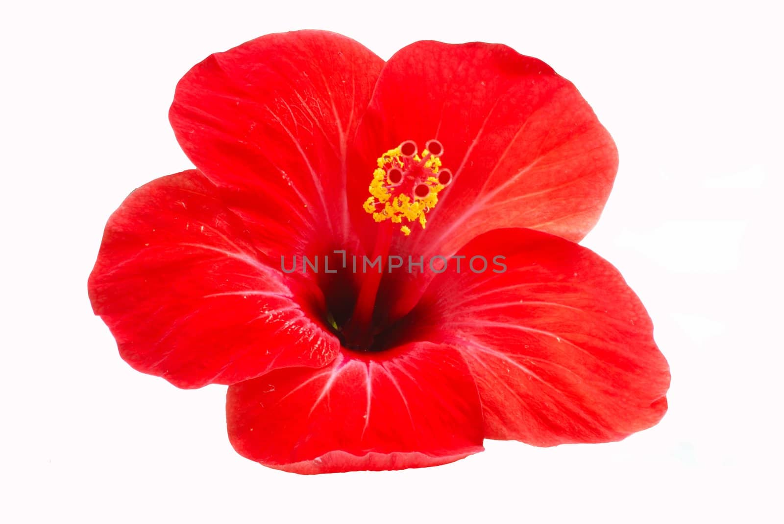 View of hibiscus flower isolated in while background