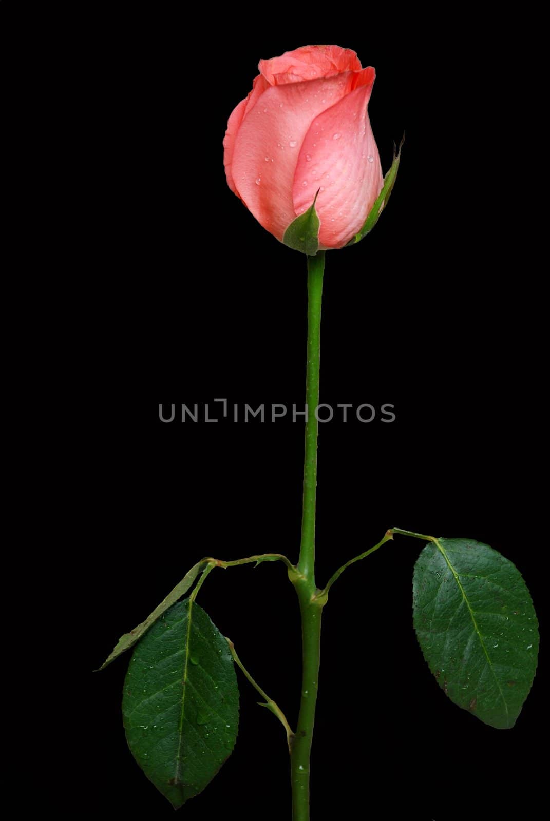 View of pink rose with stem isolated in black background