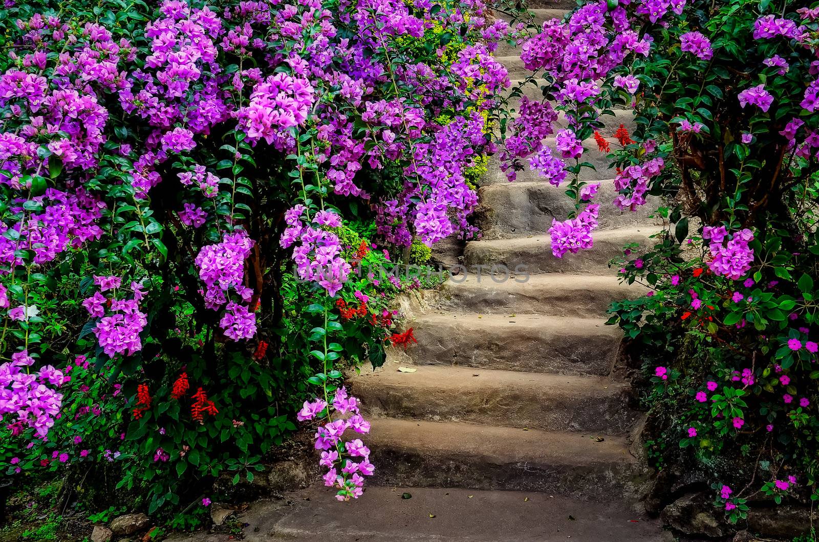 Beautiful colorful flowers and garden stairway by martinm303