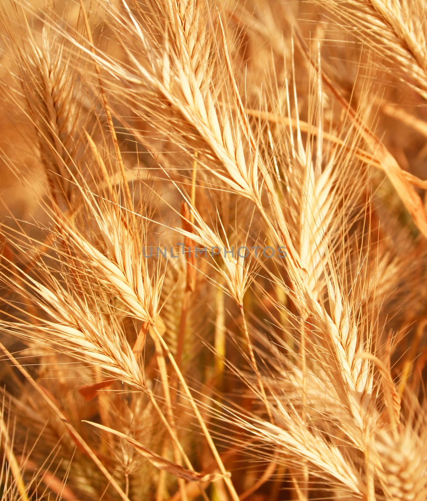 Golden ears can use as background 