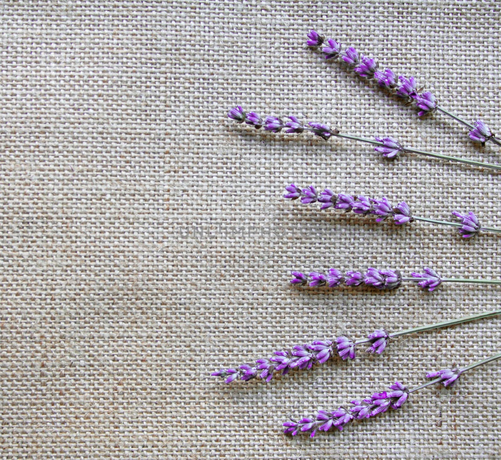 Bunch of lavender flowers on sackcloth background