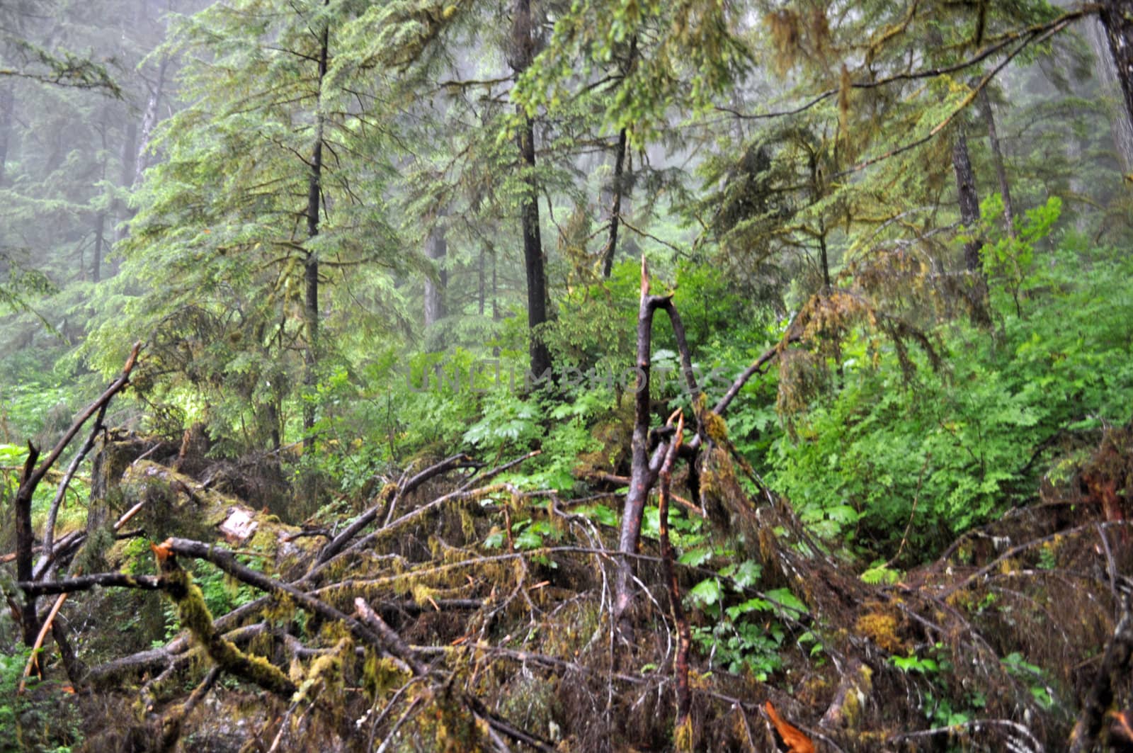 Ketchikan forest and trees