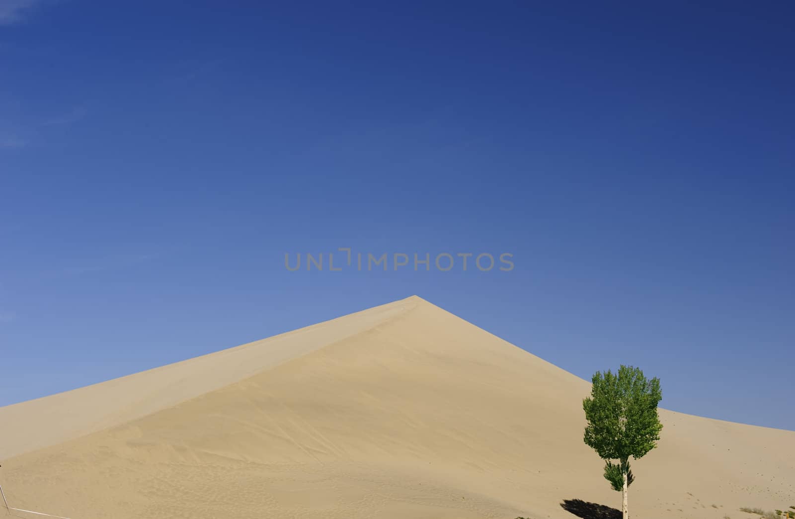 tree in front of sand dunes