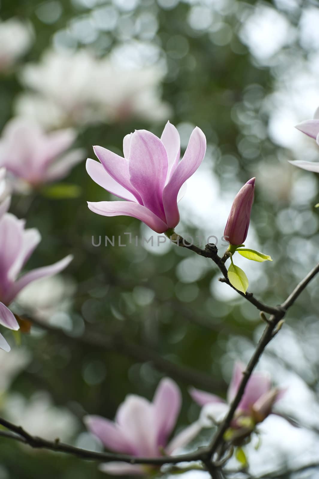 Magnolia denudata flower in a garden at spring