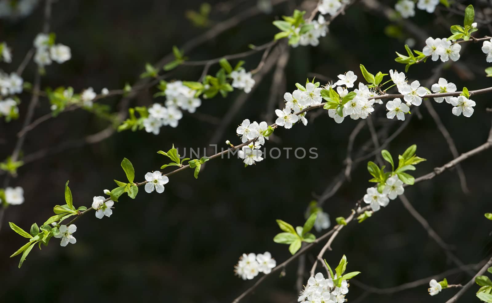 white plum blossom