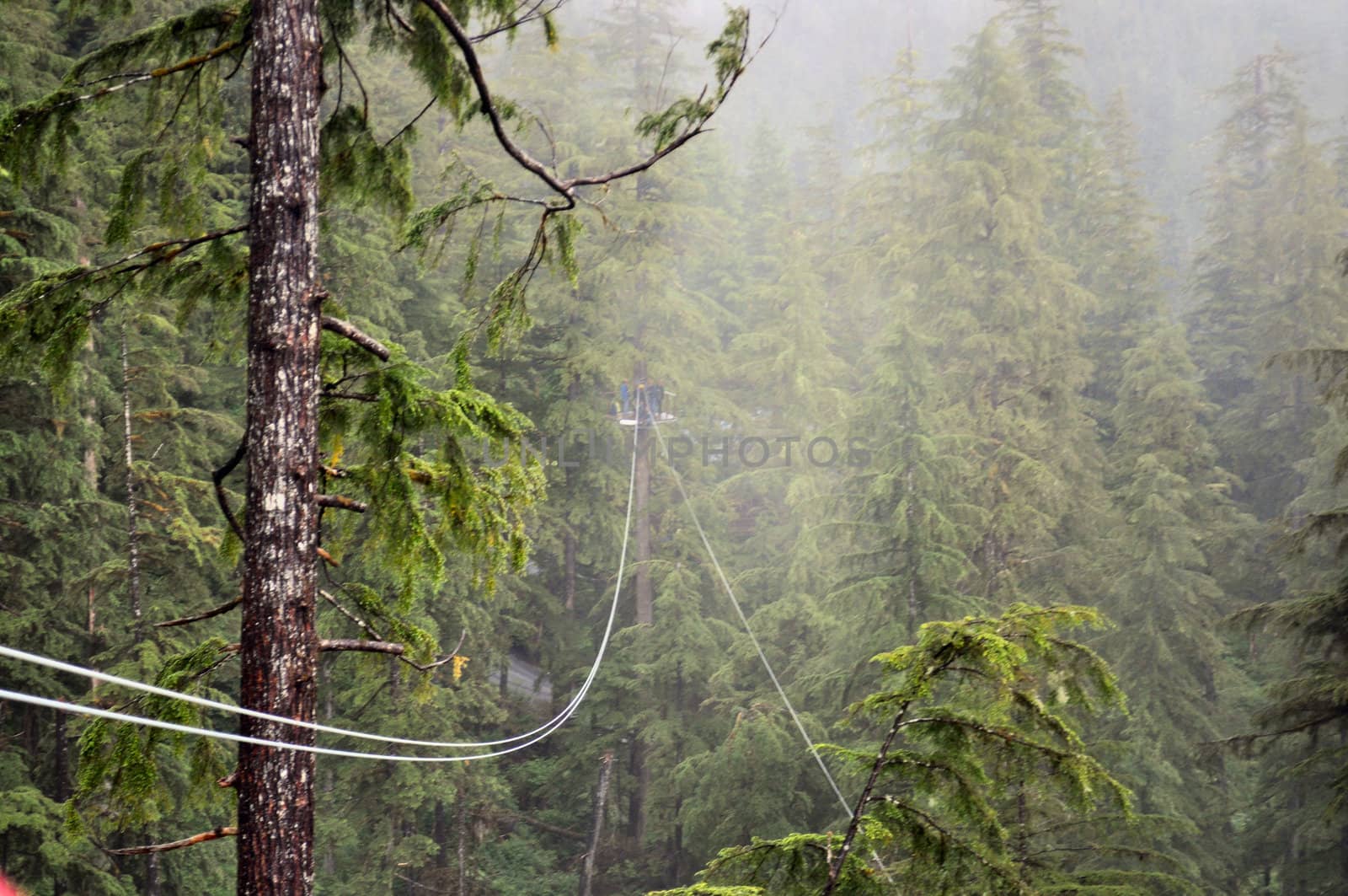 Ketchikan ziplining by RefocusPhoto