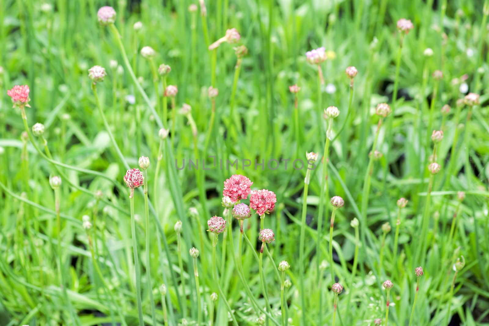 beautiful armeria maritima in garden. by jackq