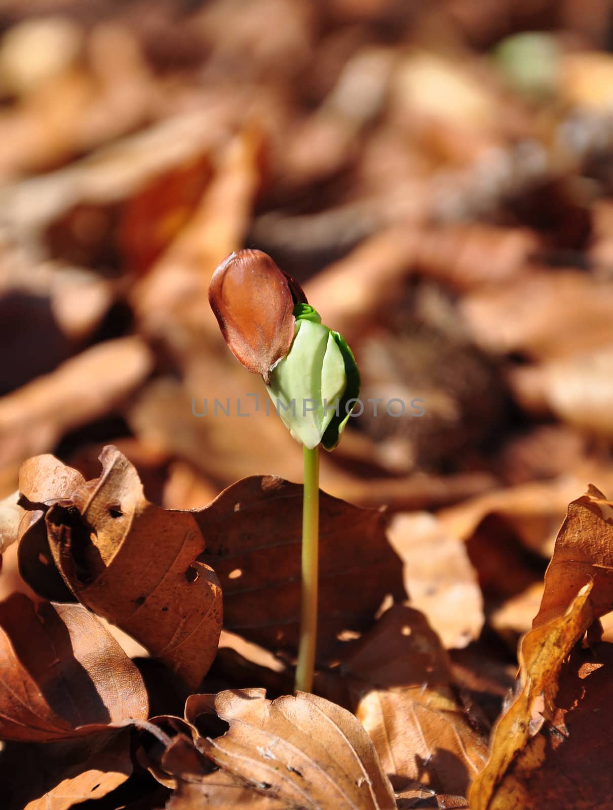 Beech seedling