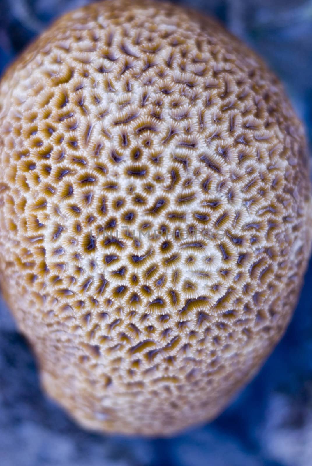 macro image one of the hard corals of the family siderastreidae, pictured with a narrow depth of field