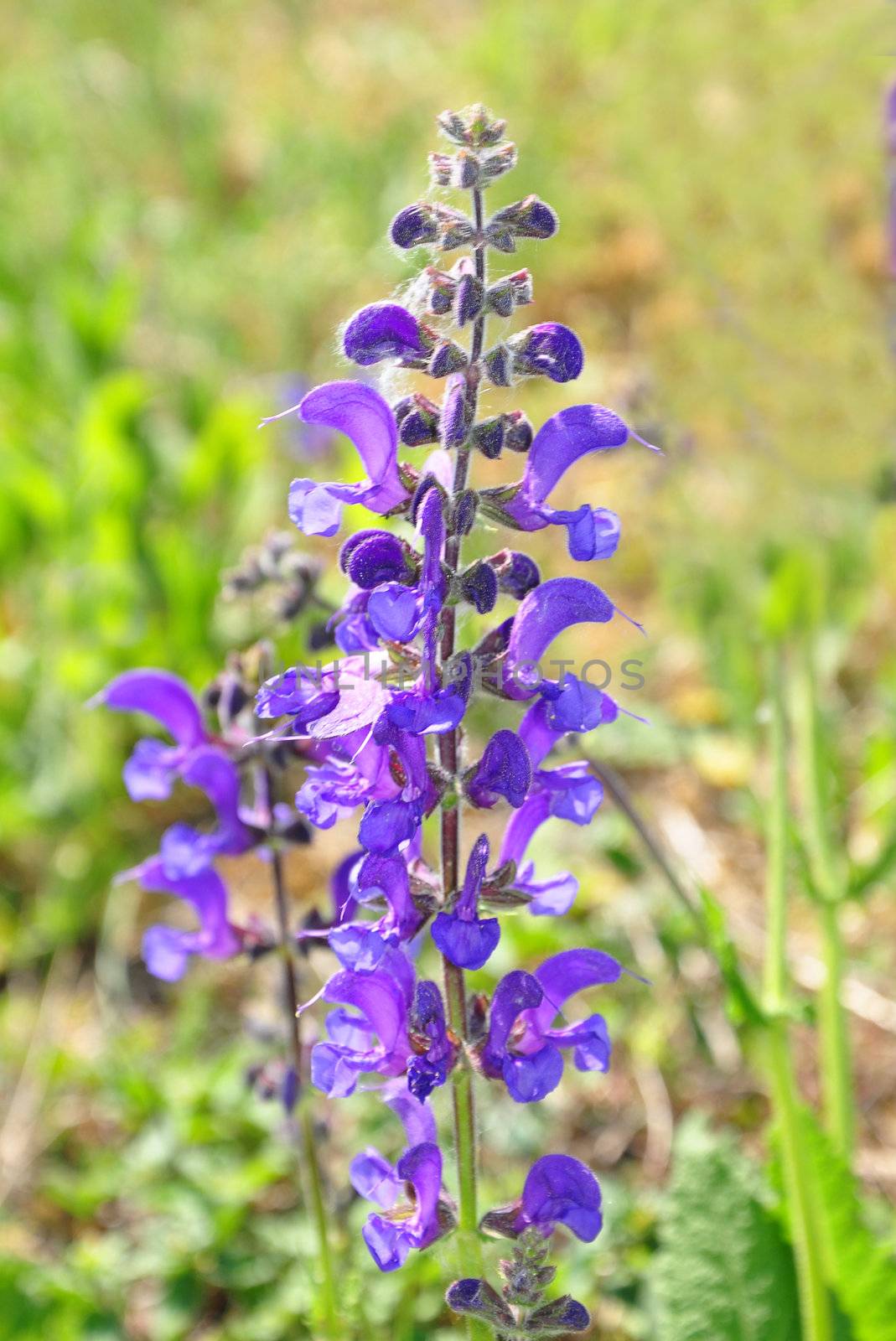 Meadow sage (Salvia pratensis) by rbiedermann