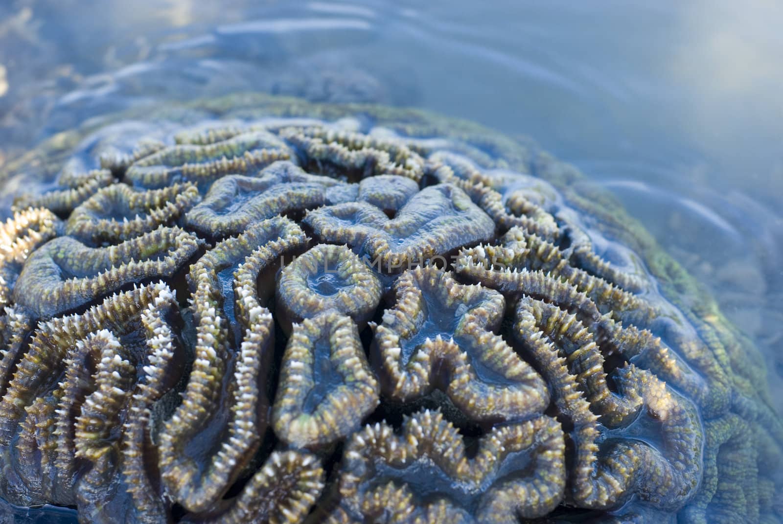 Brain coral by stockarch