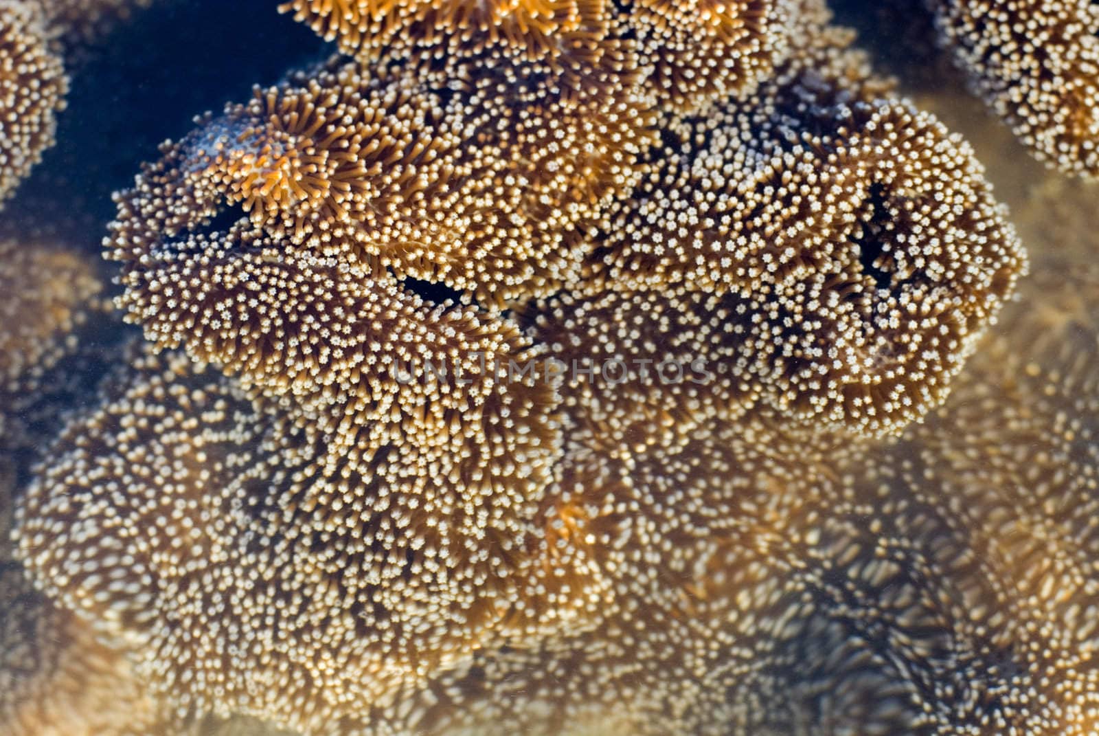 A leather or 'toadstool' coral, Sarcophyton sp with polyps extended