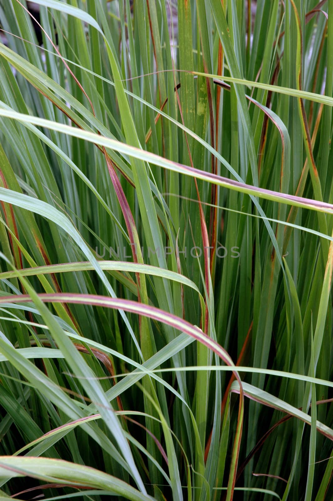 green thatch grass background