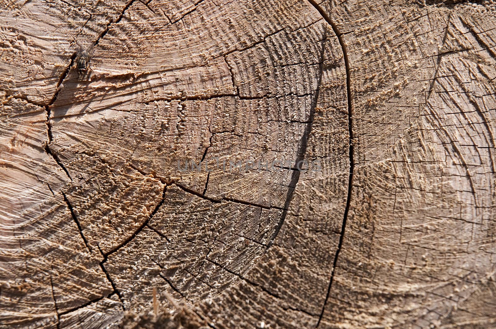 closeup of a wooden log