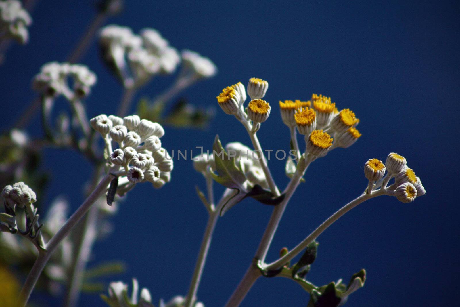 Flowers on blue sky background. Manarola in Italy