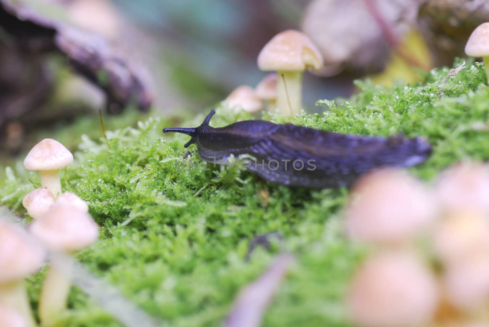 Macro photograph of black slug amongst small toadstalls. 