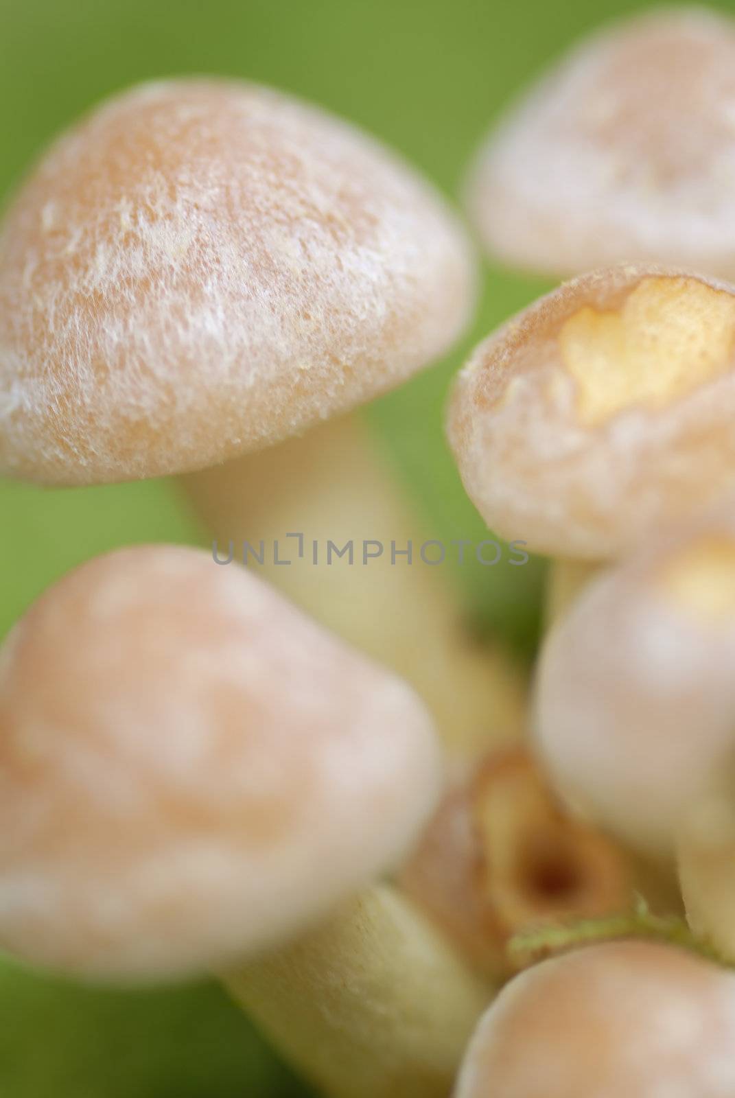 Macro photograph of Mushrooms (Armillaria tabescens) growing on moss.