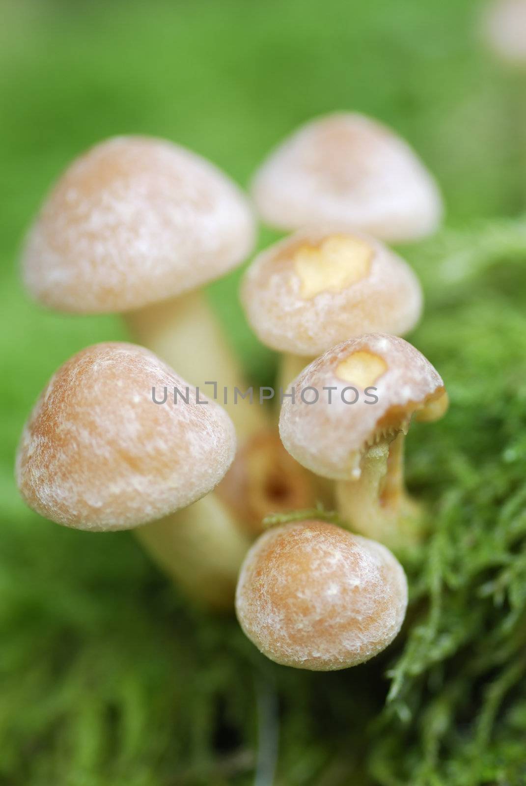 Macro photograph of Mushrooms (Armillaria tabescens) growing on moss.