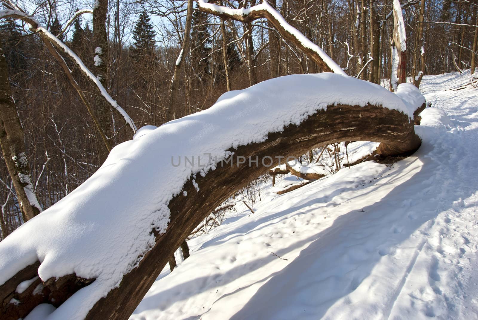 Broken tree trunk covered with snow in winter and path.