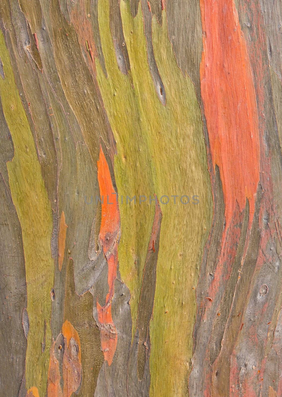 Eucalyptus bark by Myimagine