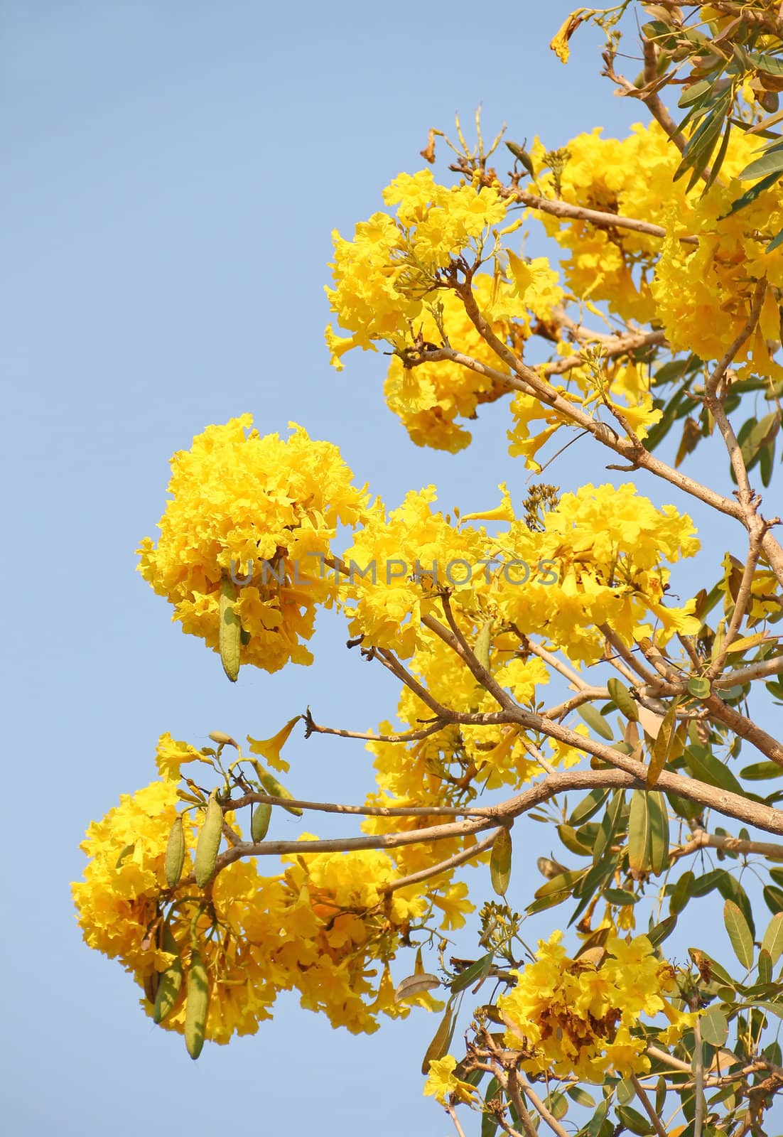 Yellow flowers (Tabebuia tree) bloom against the blue sky