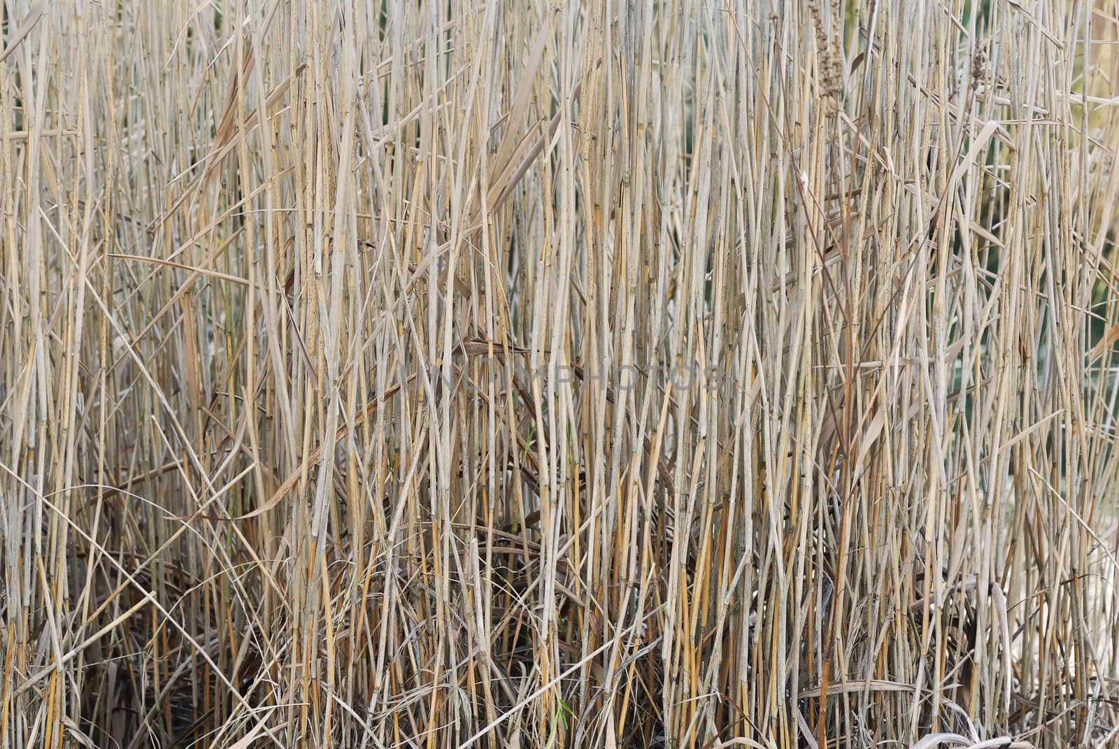 Textured photograph of Pond Reeds. Vertical lines.